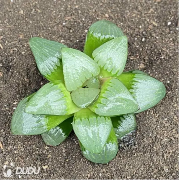 Haworthia Shi Pu - Image 2