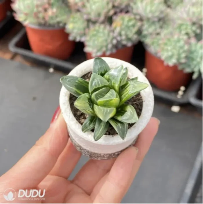 Haworthia  heidelbergensis Variegated - Image 2