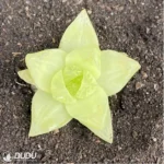 Haworthia cymbiformis variegata - Image 2