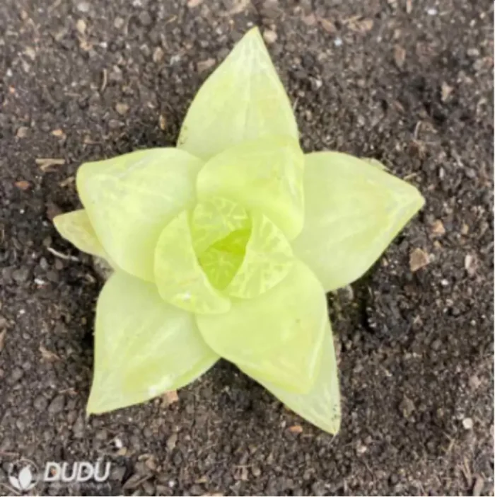 Haworthia cymbiformis variegata - Image 2