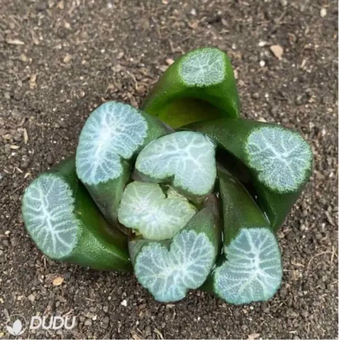 Haworthia Buyin - Image 2
