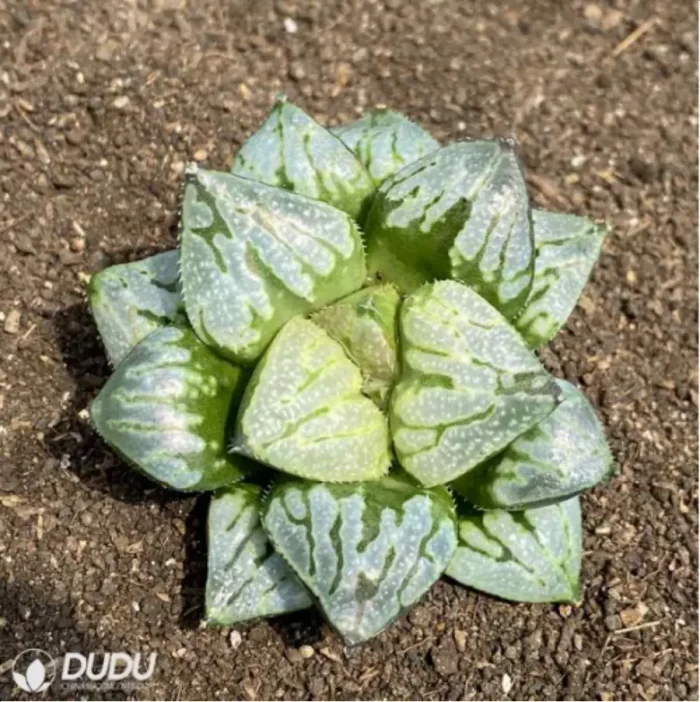 Haworthia Kyo no Nian - Image 2