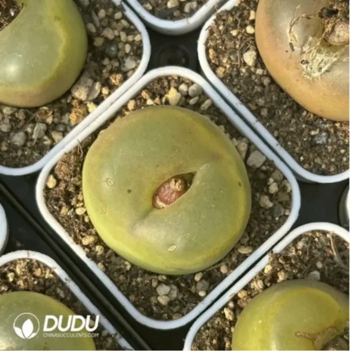 Conophytum-maughanii - Image 2