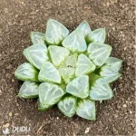 Haworthia Love life magnifica - Image 2