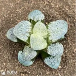 Haworthia Snow demon - Image 2