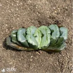 Haworthia Madama Butterfly - Image 2
