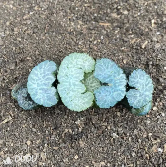 Haworthia Pope - Image 2