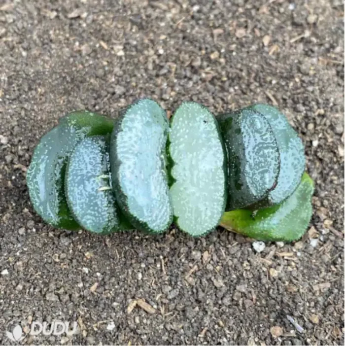 Haworthia Snow wolf - Image 2