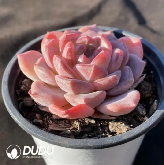 Echeveria Velvet - Image 2