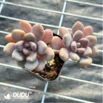 PachyphytumBeauty finger 
Double Head - Image 2