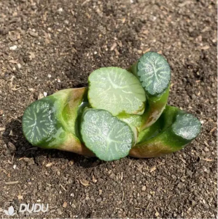 Haworthia South Star - Image 2