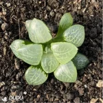 Haworthia Flurry - Image 2