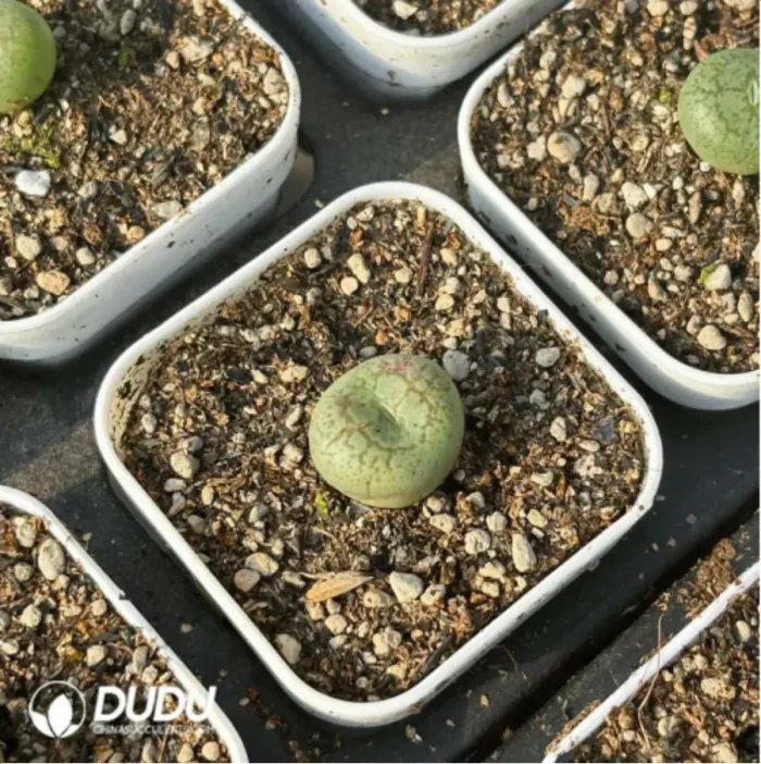 Conophytum-ficiforme - Image 2