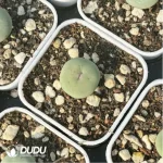 Conophytum-Sub mouth - Image 2