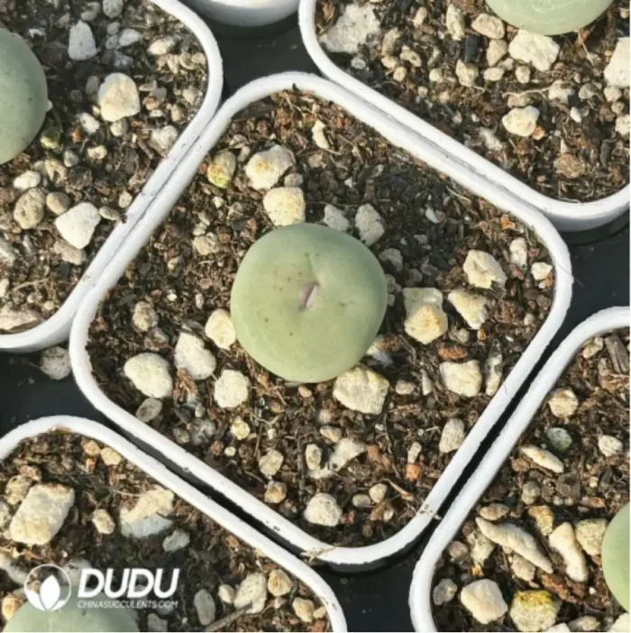 Conophytum-Sub mouth - Image 2