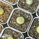 Conophytum-ratum - Image 2