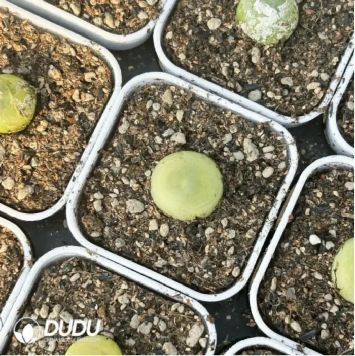 Conophytum-ratum - Image 2