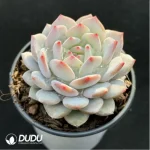 Echeveria Jade Hibiscus - Image 2