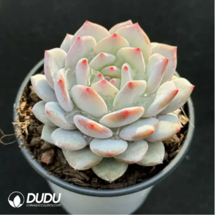 Echeveria Jade Hibiscus - Image 2