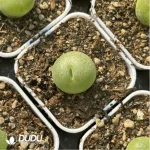 Conophytum-pillansii - Image 2