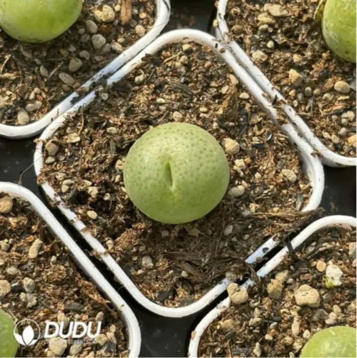 Conophytum-pillansii - Image 2