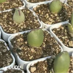Conophytum-bilobum Neroli - Image 2