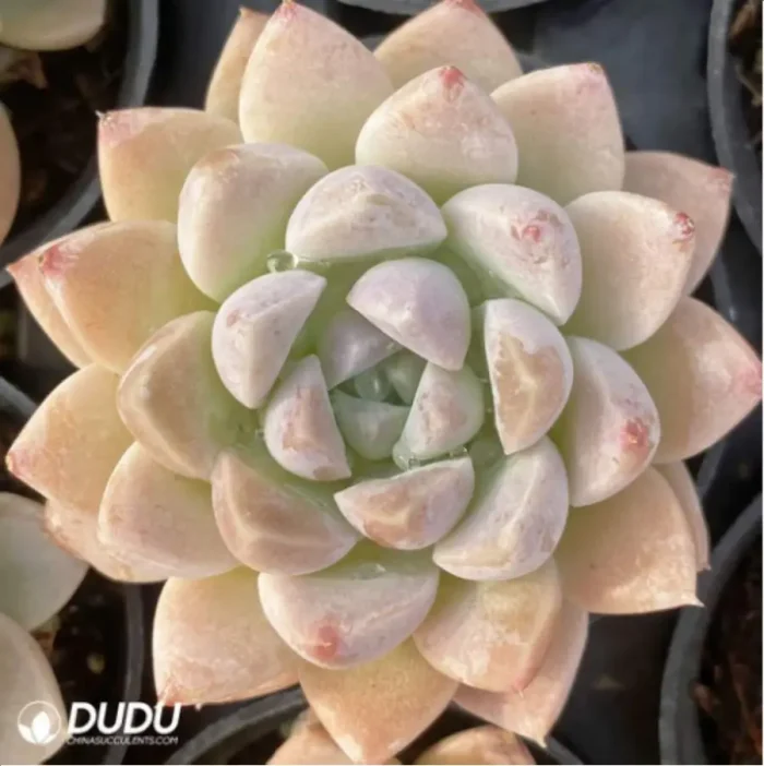 Echeveria Cream beauty - Image 2