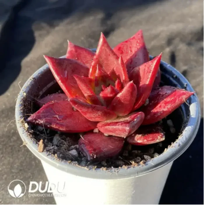 Echeveria Romeo Rubin - Image 2