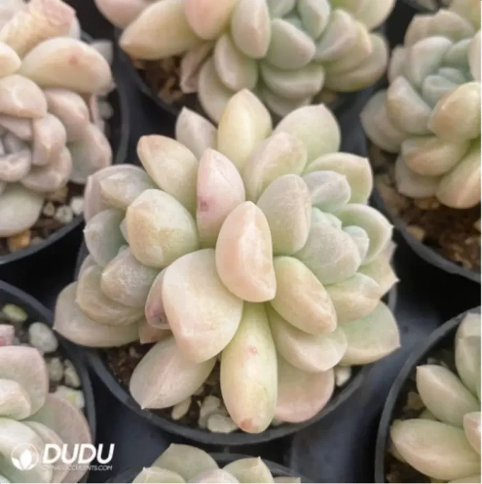 Echeveria Milky Double - Image 2