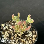 Dicrocaulon Ramulosum Ice Crystals - Image 2