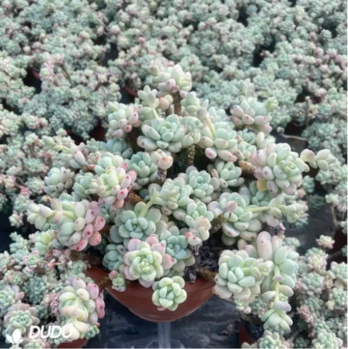 Graptopetalum Raul Clustering - Image 2