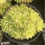 Haworthia  cymbiformis f. variegata clustering - Image 2