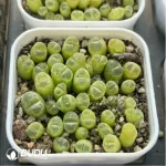 Conophytum-Fenglingyu Mix Color Lithops - Image 2