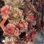 Aeonium Paradise Lost Clusering - Image 2