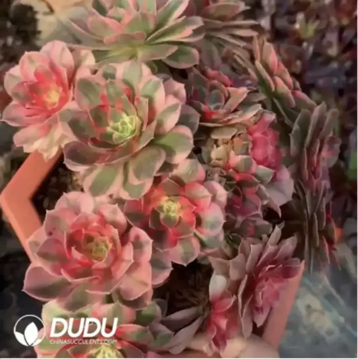 Aeonium Paradise Lost Clusering - Image 2