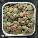 Conophytum-minimum wittebergense - Image 2