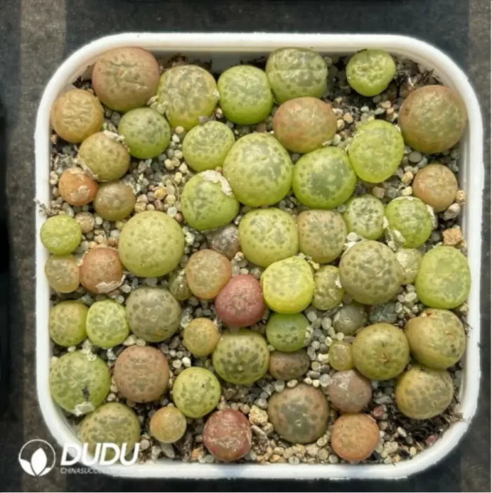 Conophytum-Kennedy 
Cut cake - Image 2