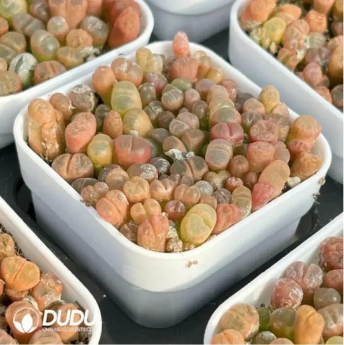 Conophytum-Fenglingyu Mix Color Lithops - Image 2