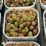 Conophytum-Fenglingyu Mix Color Lithops - Image 2