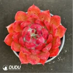 Echeveria Frank - Image 2