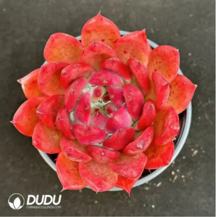 Echeveria Frank - Image 2