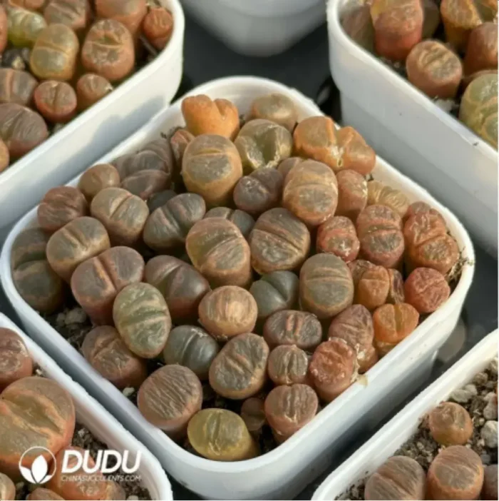 Conophytum-Honggang Ridge Cut cake - Image 2