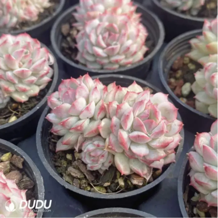 Echeveria Xiaoqiao Double - Image 2