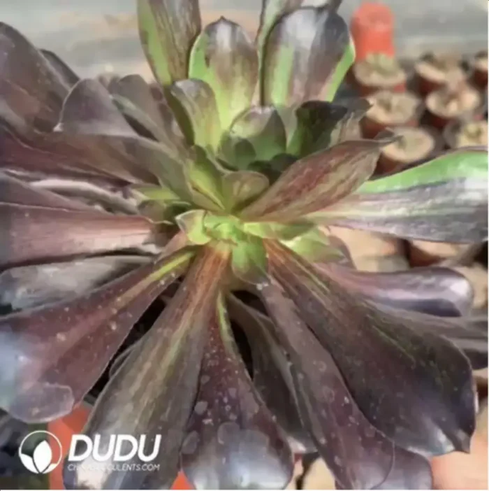Aeonium Red Sun Clustering - Image 2
