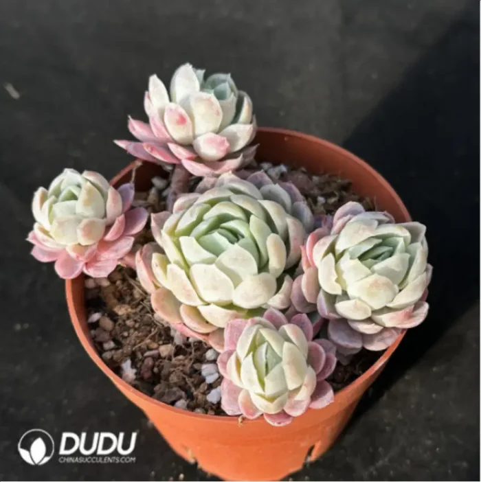 Echeveria Ice Berry Clustering - Image 2