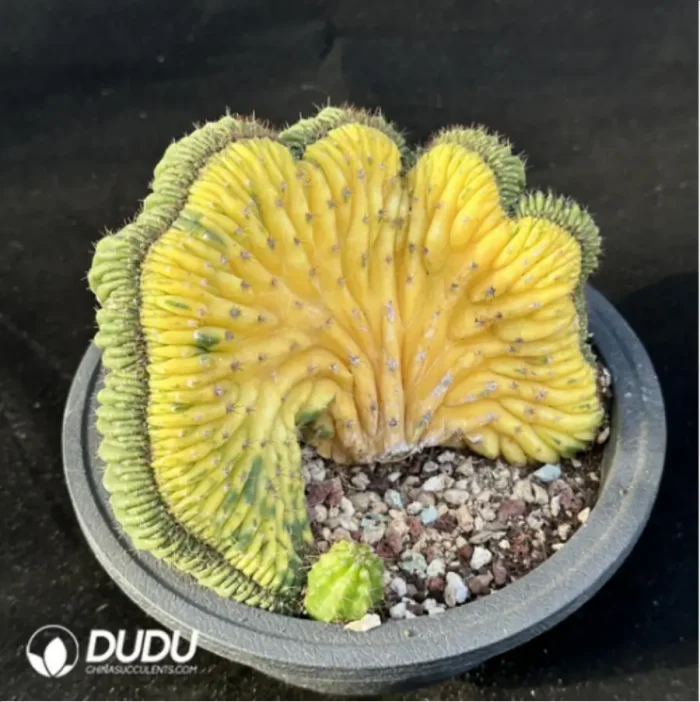 Cactus-Echinopsis
 pachanoi
Cristate variegated - Image 2