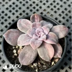 Graptopetalum Graptopetalumpentandrum ssp. superbum variegated - Image 2