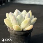 Pachyveria Perfume - Image 2