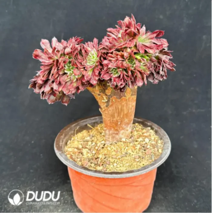 Aeonium Beauty variegated  Cristate - Image 2