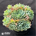 Echeveria Pansy
Clustering - Image 2